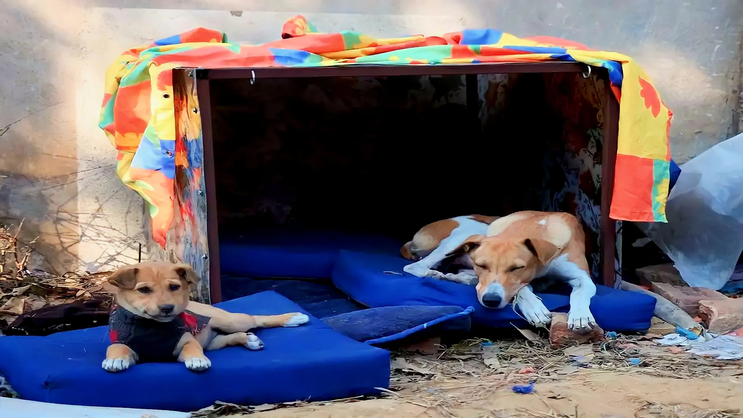 street dog